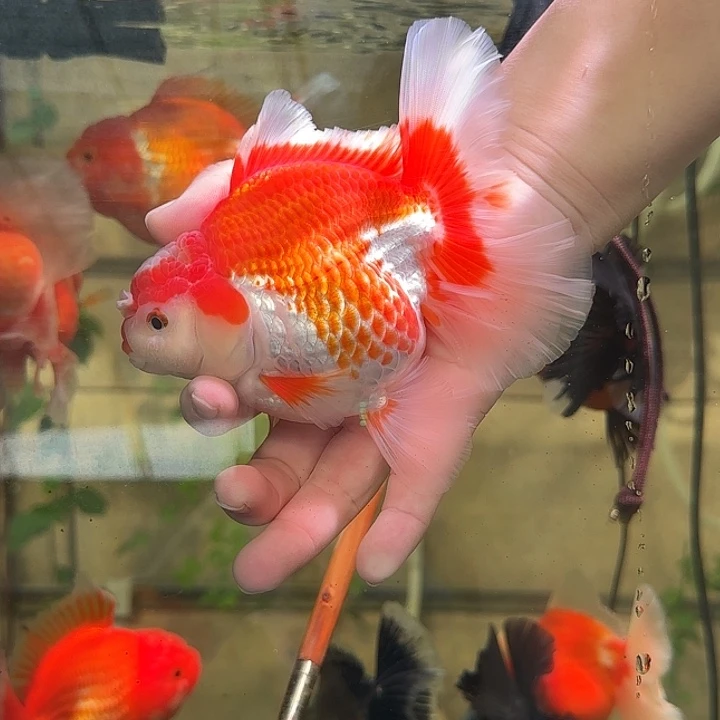 海水鱼观赏鱼金鱼