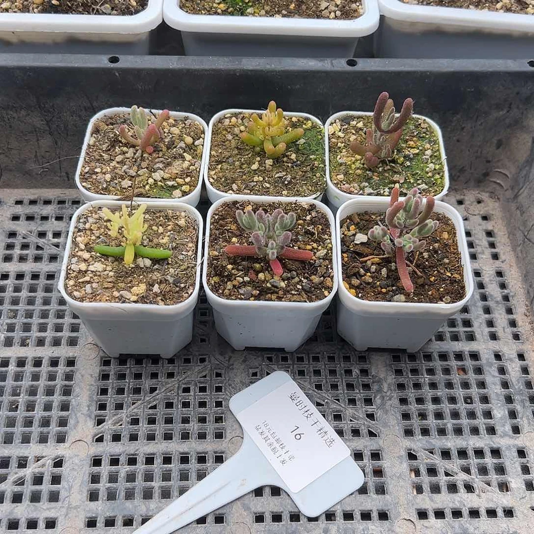 16号精致枝干6颗小巧12.28多肉