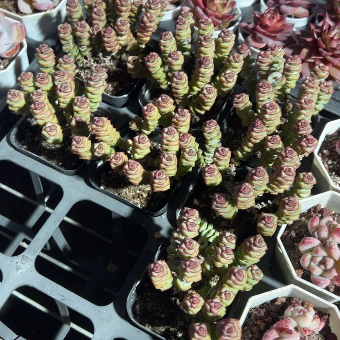 钱串群到手1颗 量拍多肉 满18包邮