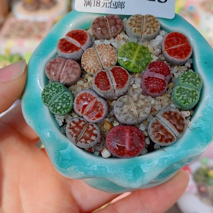 生石花花花花花花花花123