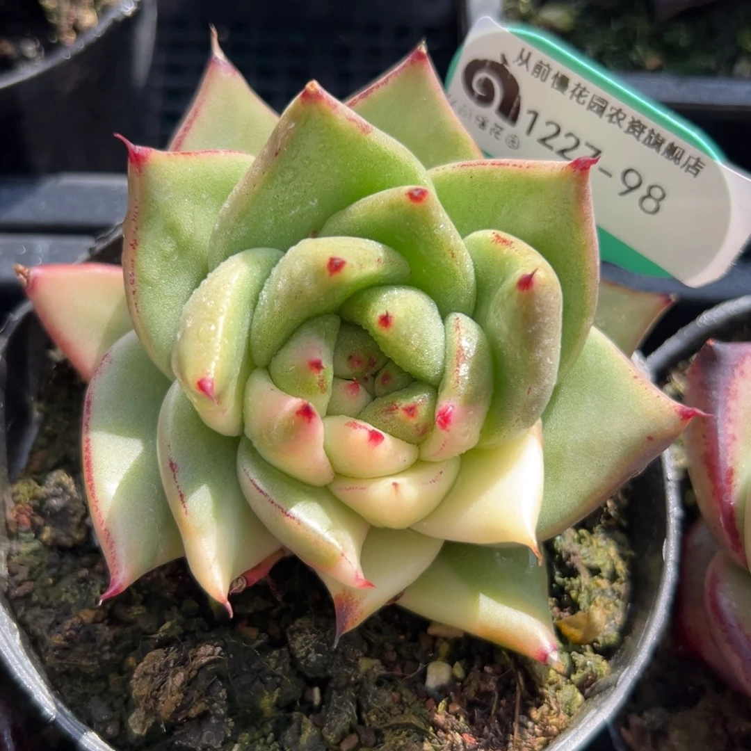 从前慢花园多肉编号1227-98