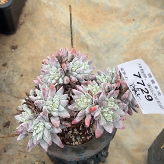 p****o谢谢宝～一物一拍7729