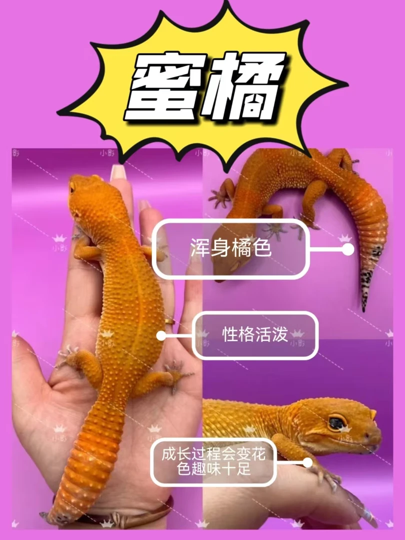 新手适用豹纹守宫蜜桔