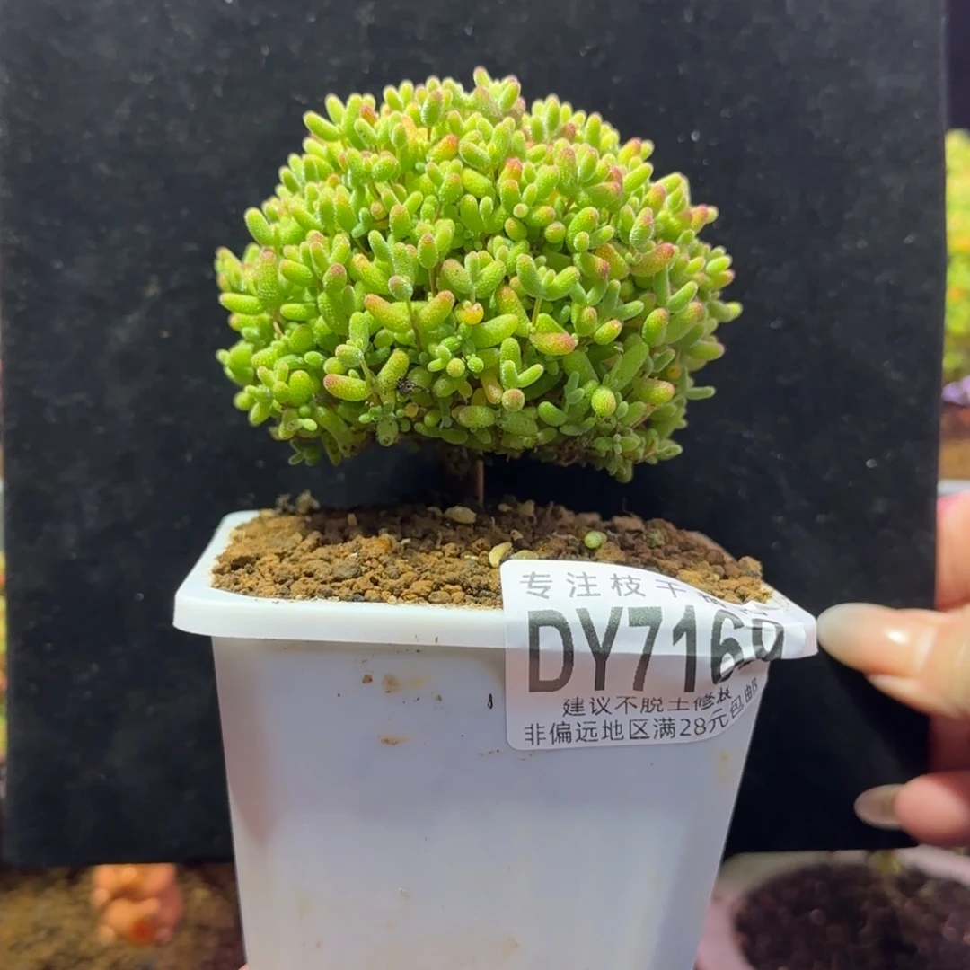dy197精控蜜橘直杆棒棒糖冠幅7cm