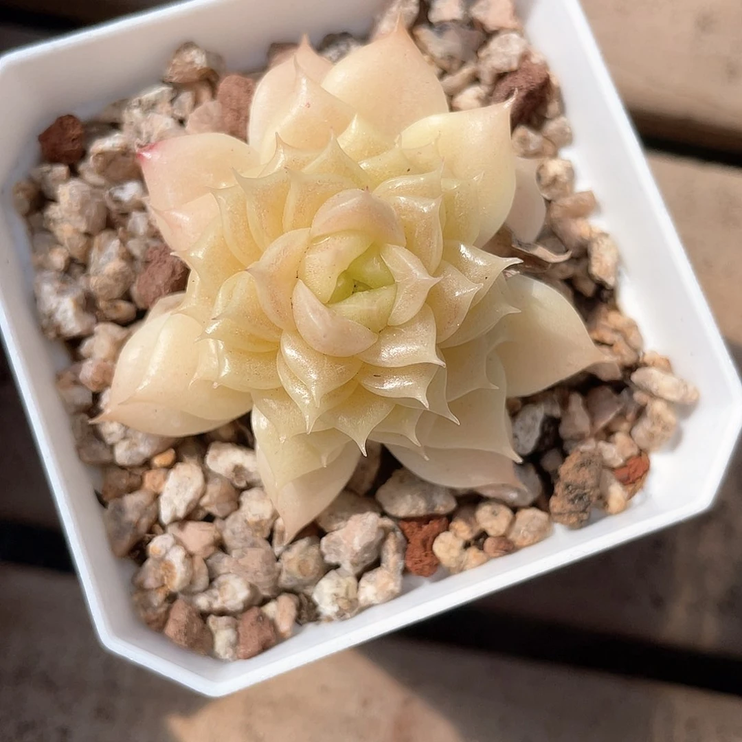 嗷*优选麦秆精品729