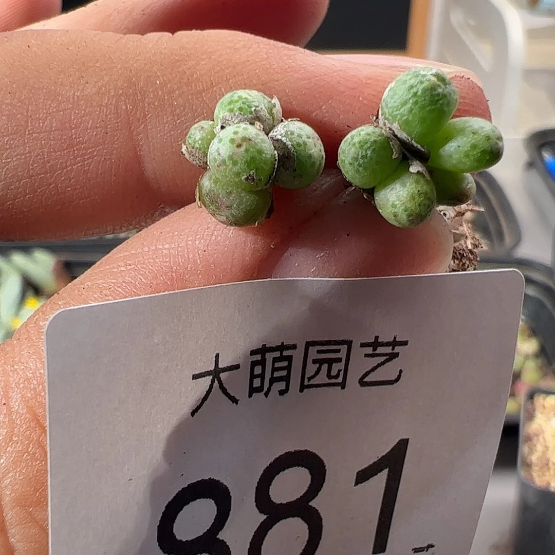 一物一拍园艺1425.95龙猫斑马881