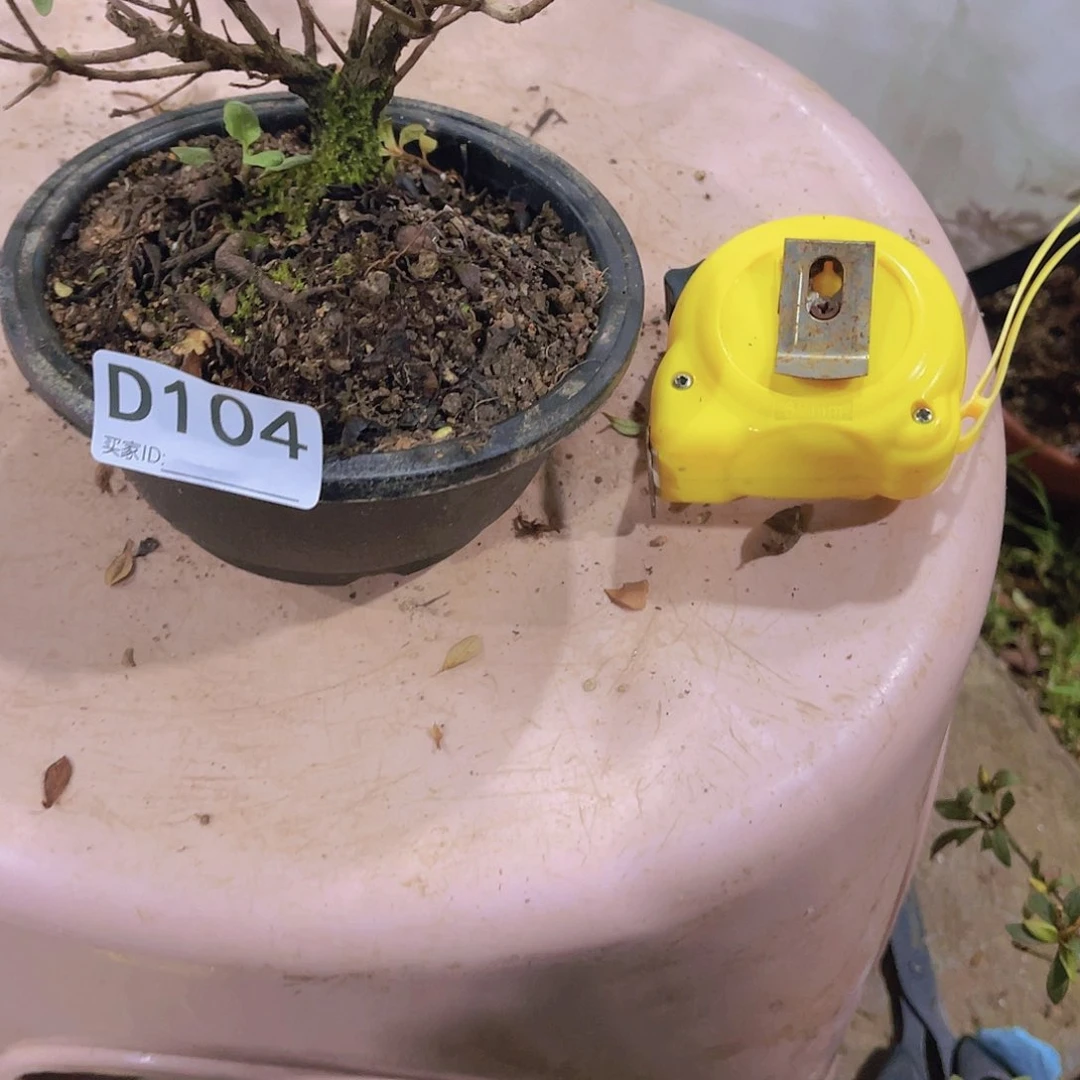 红陶直播时间一直一个