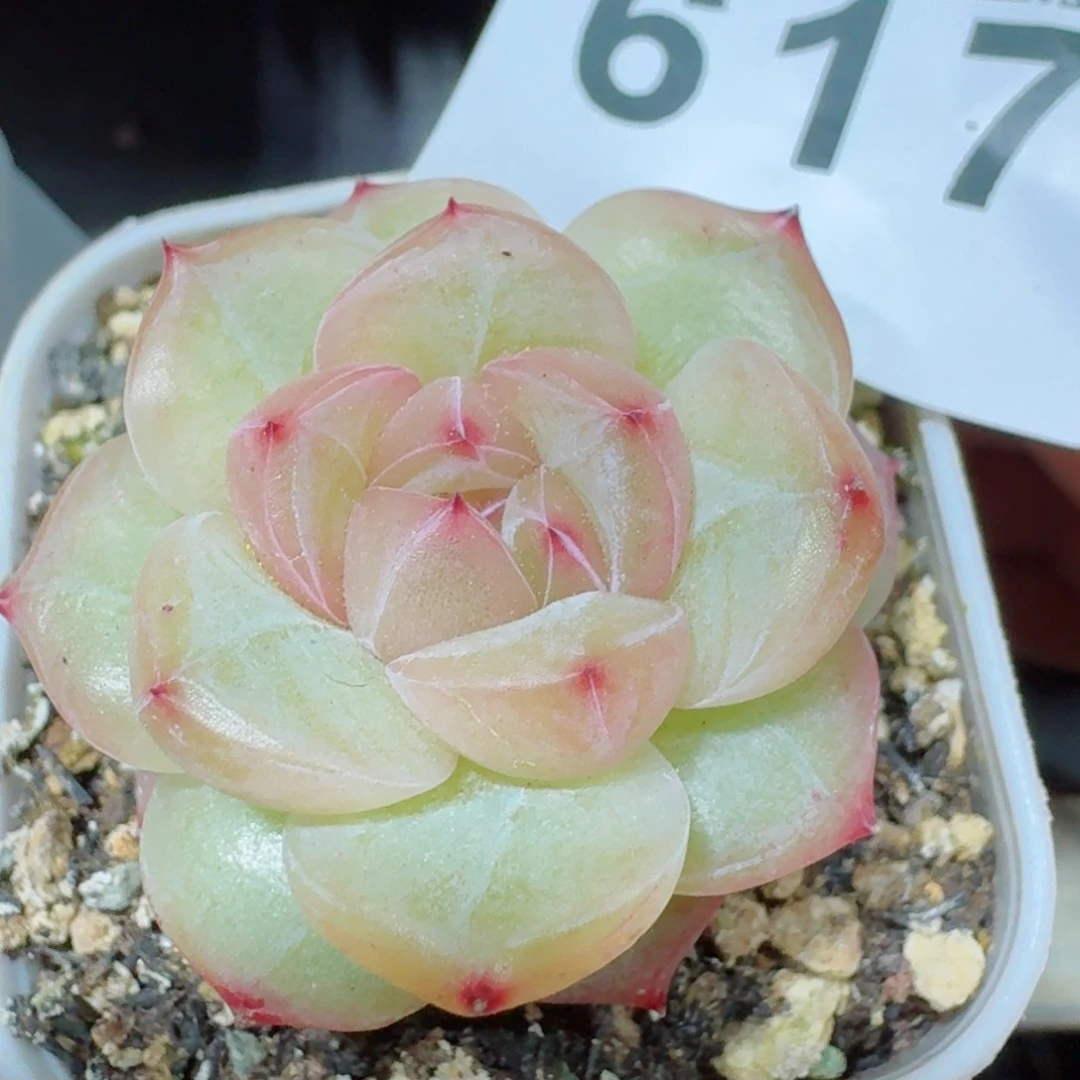 钻石珍妮         精品多肉