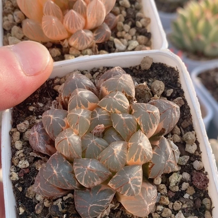 后**七玉露锦多肉锦景天