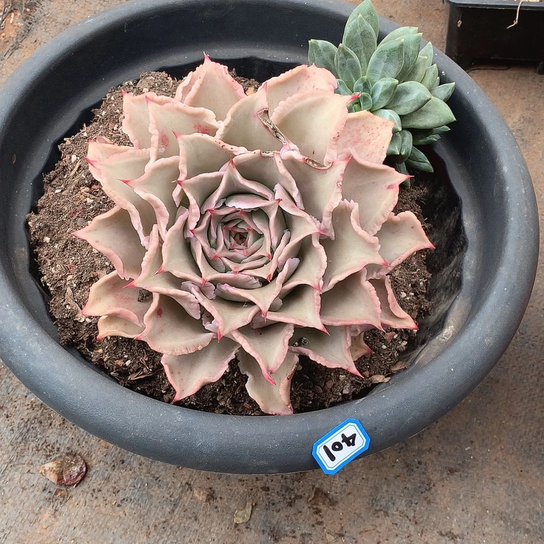 401饺子皮 一物一拍多肉