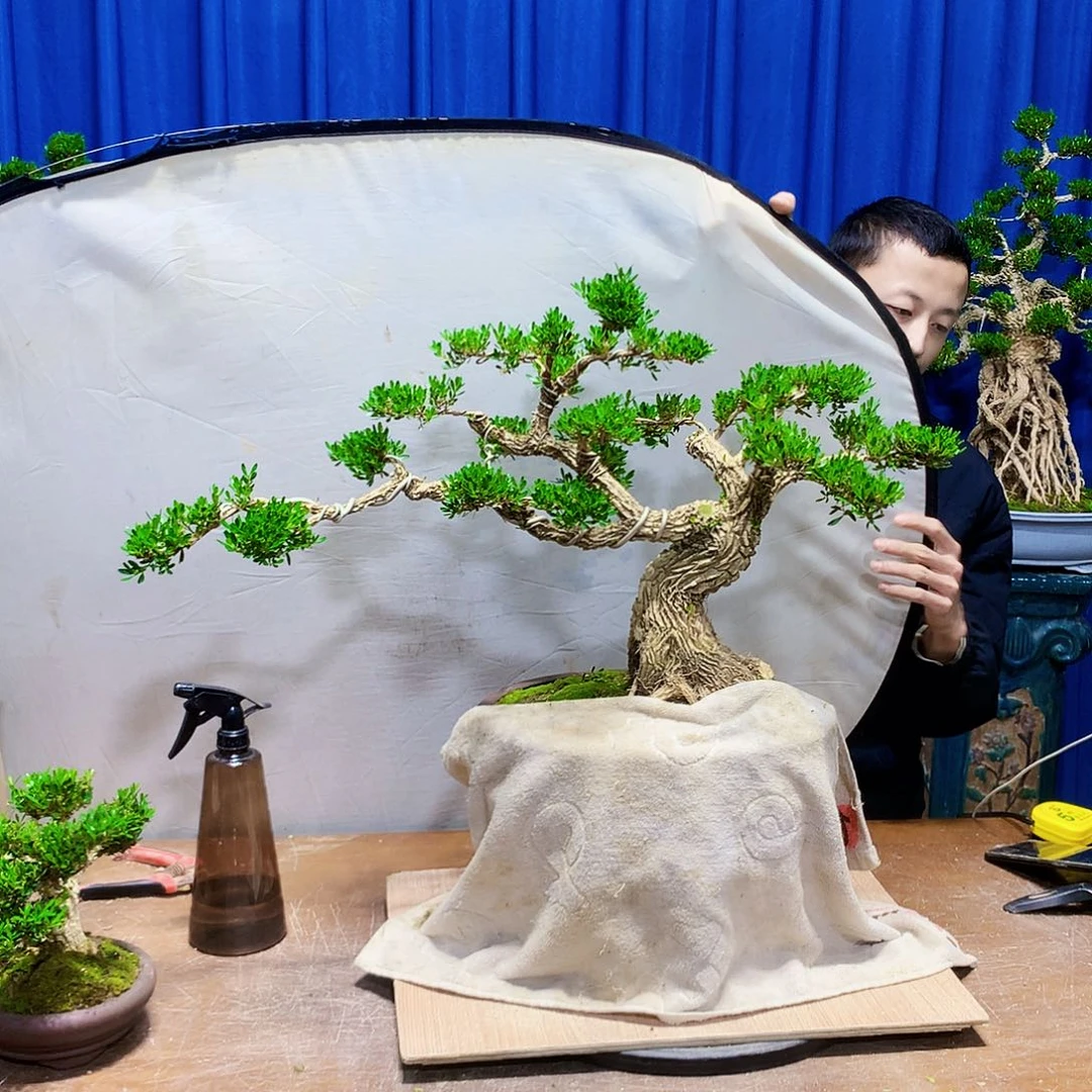 黄杨盆景一物一拍