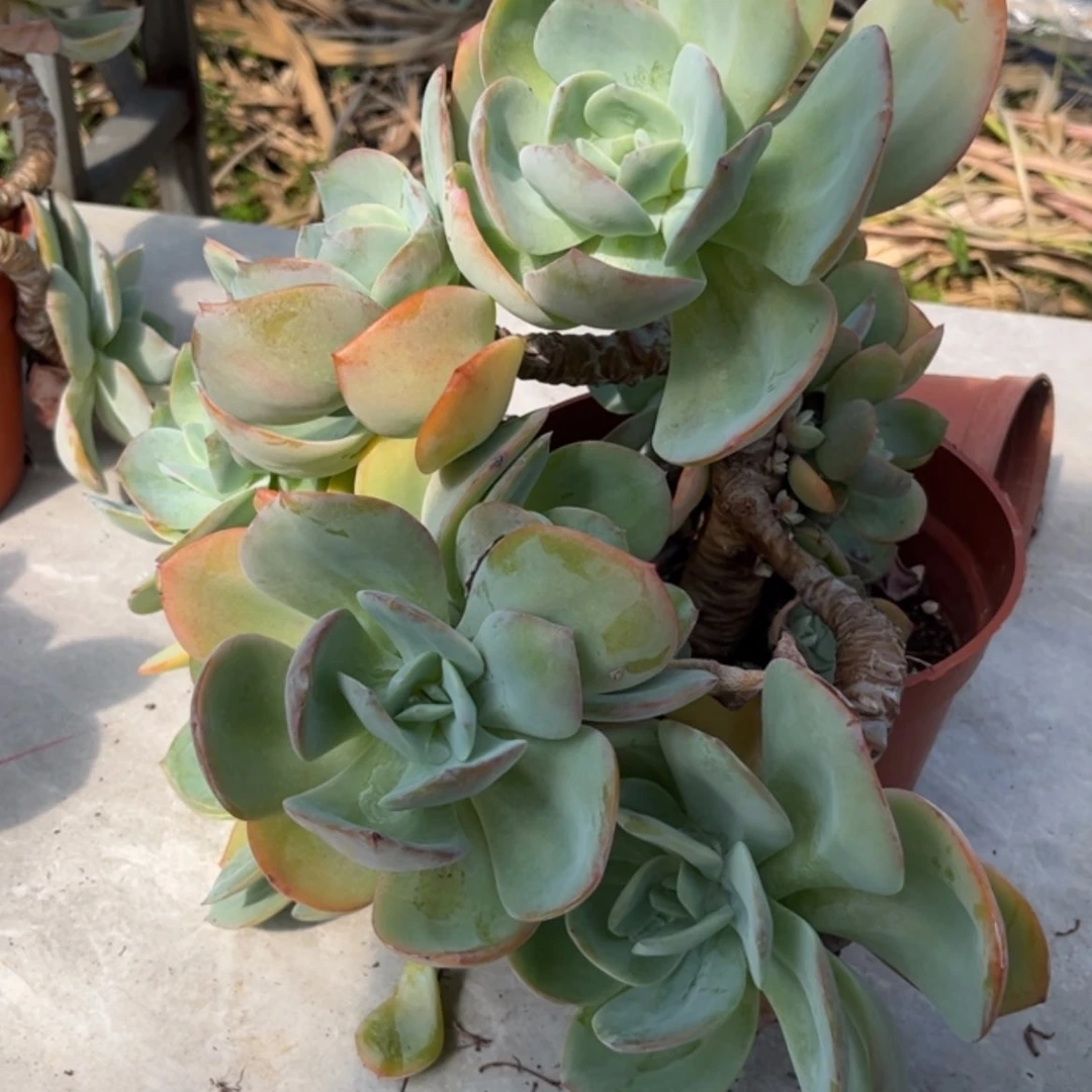 【闪购商品】无花朵天*