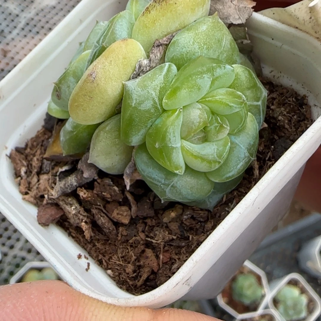 小卡拉米糖心一物一拍23-66