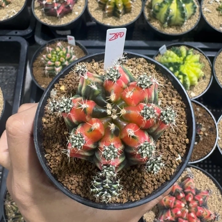 名品山姆中士侧芽自根