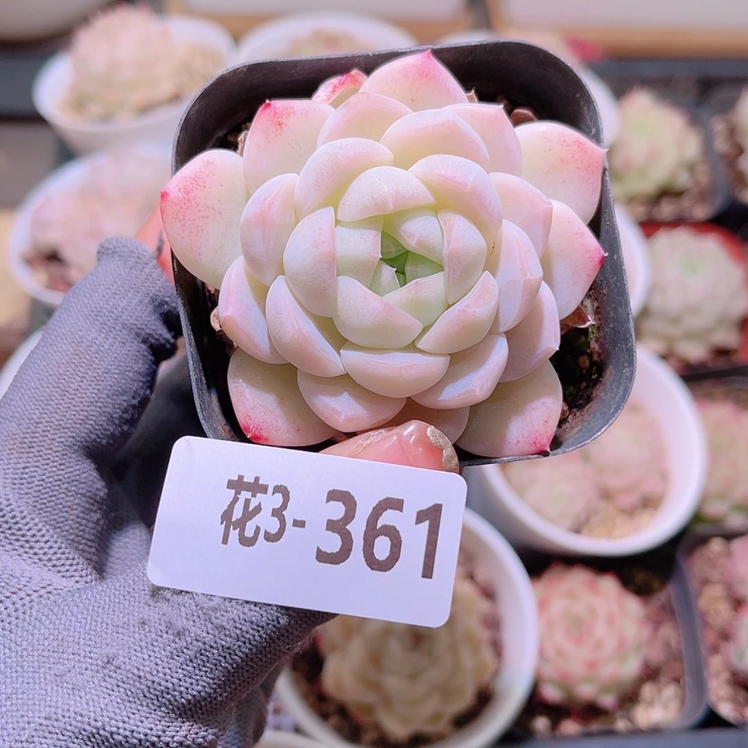 花03-361明月心单头