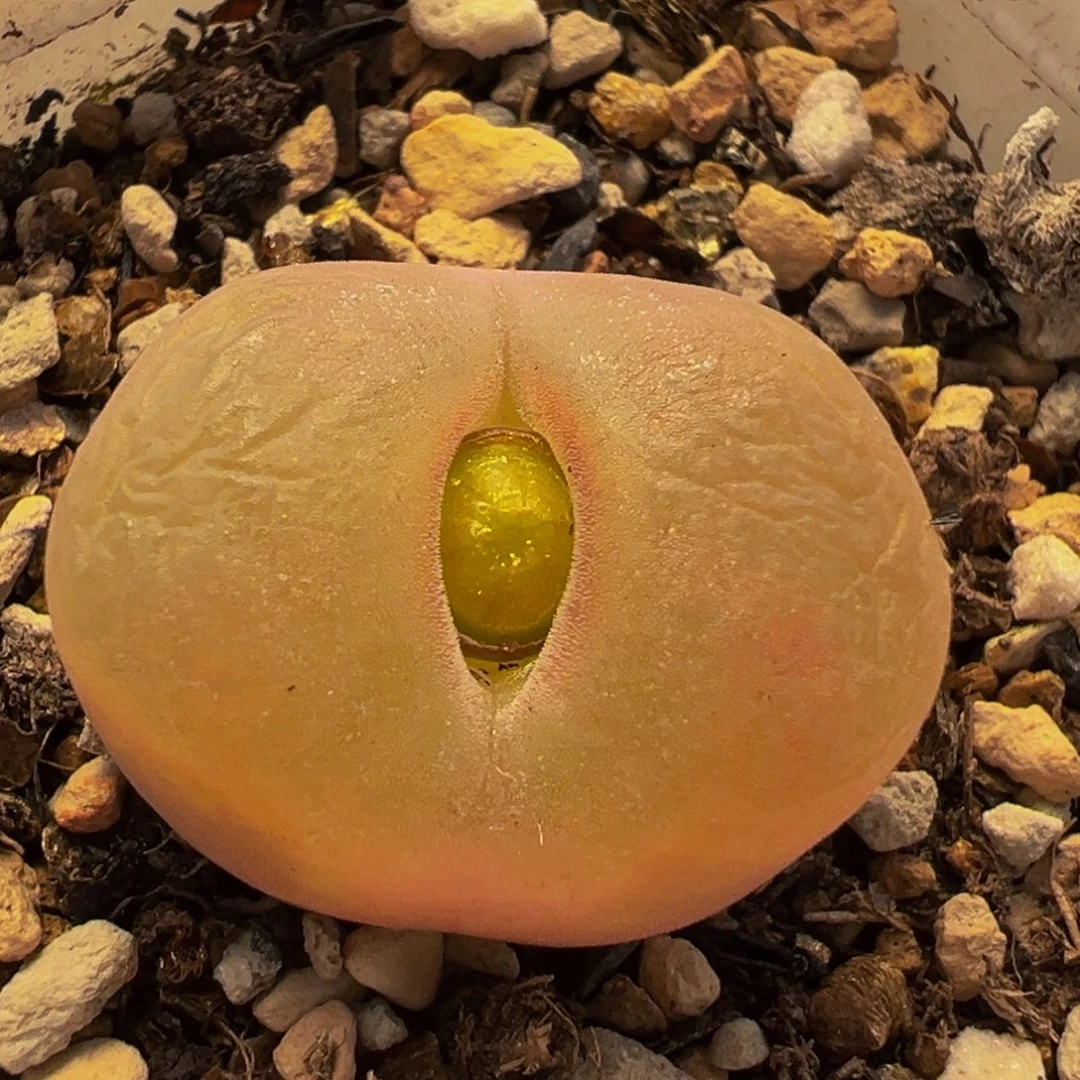 51多肉植物百科植物