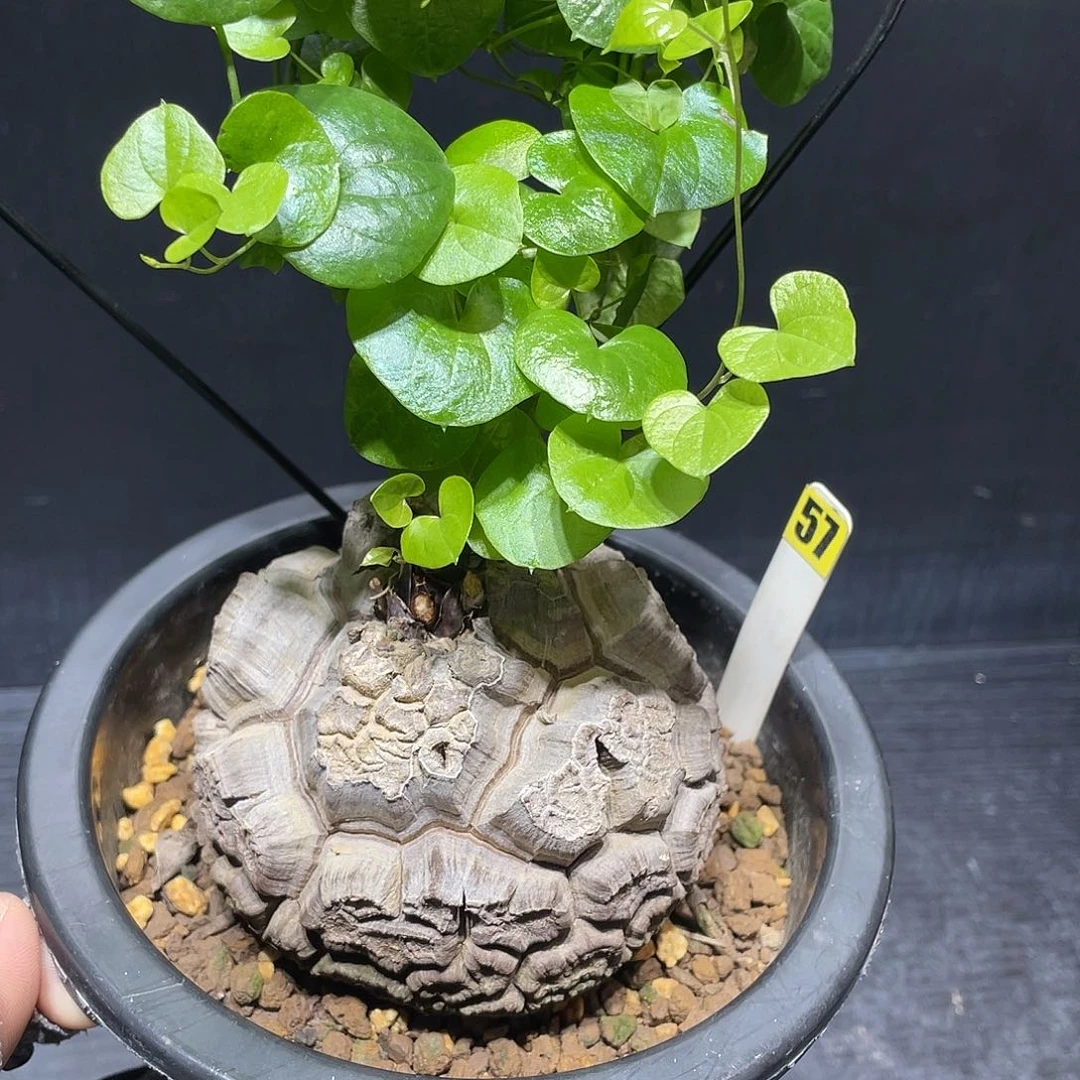 57号龟甲龙9.5公分