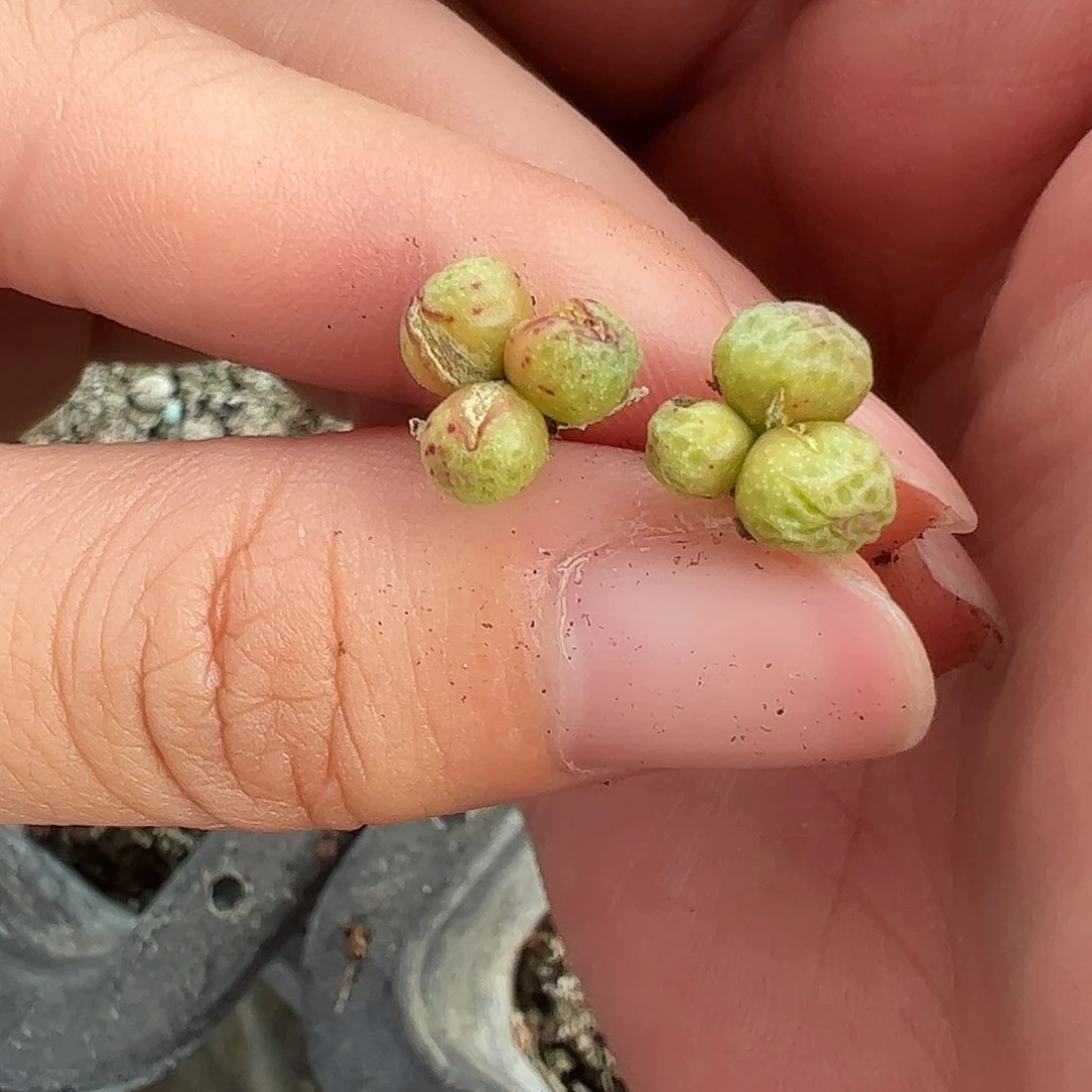 0000984量拍园艺1425.95龙猫斑马3头2颗尺寸小