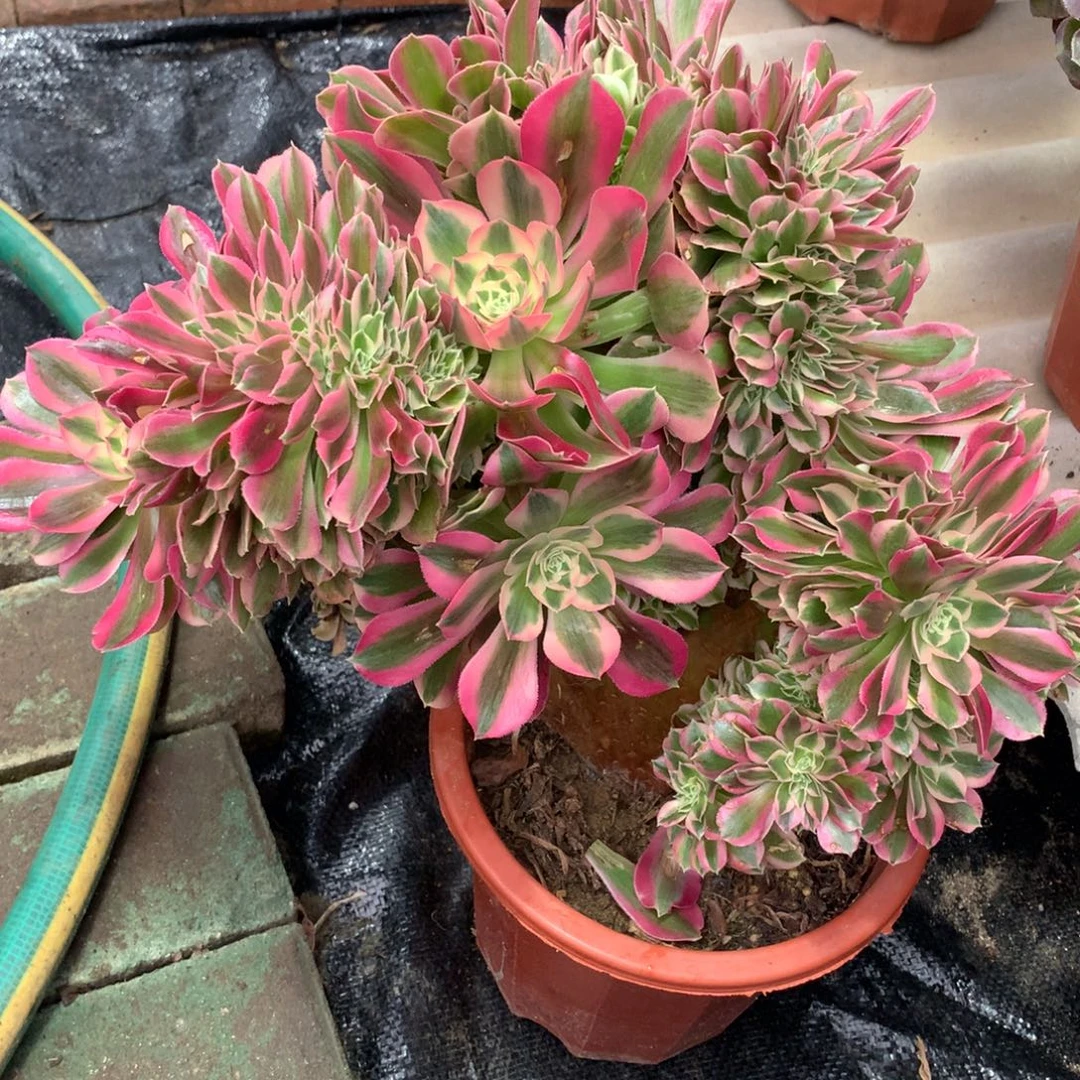 女郎缀，多肉植物的