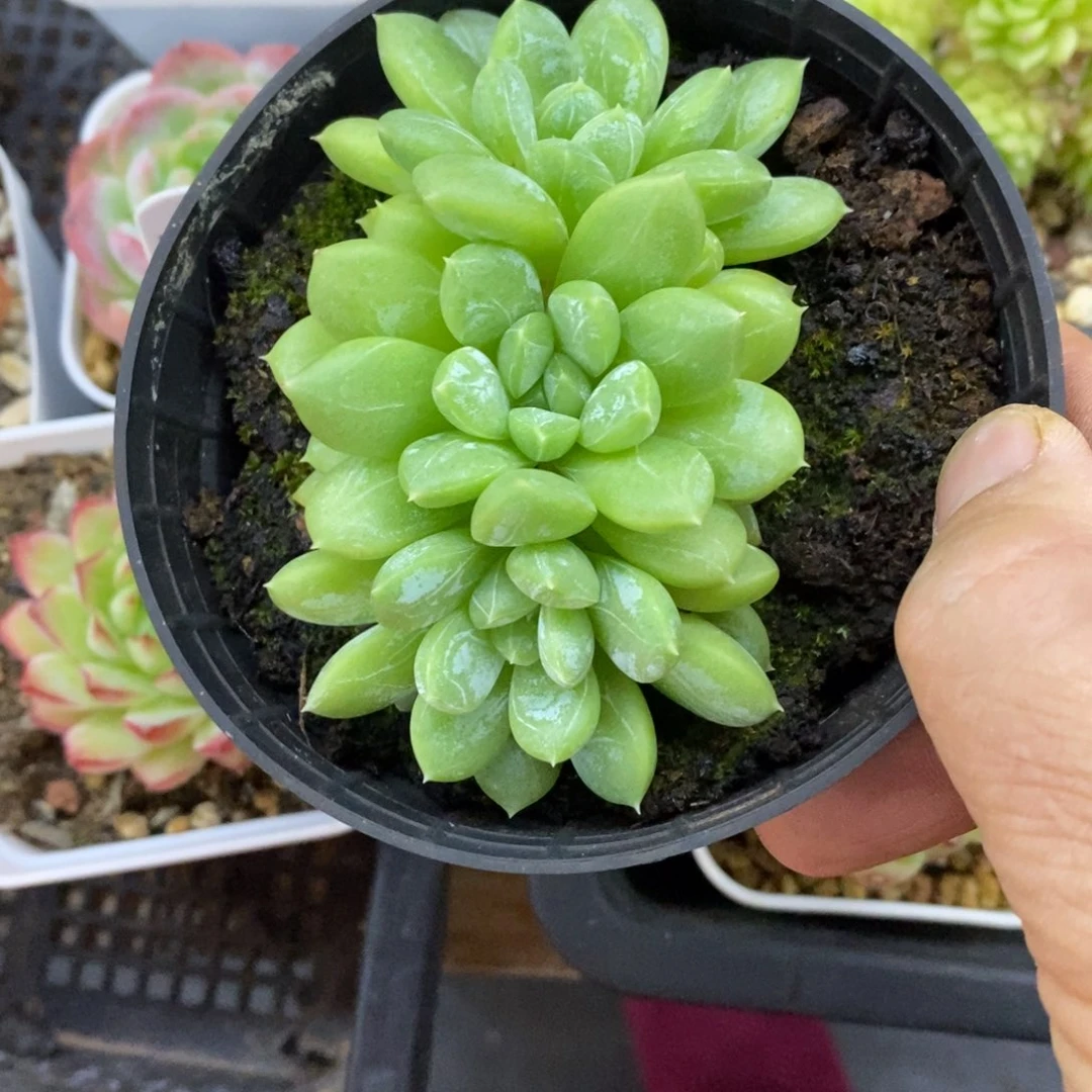 精品多肉一物一拍不包整122