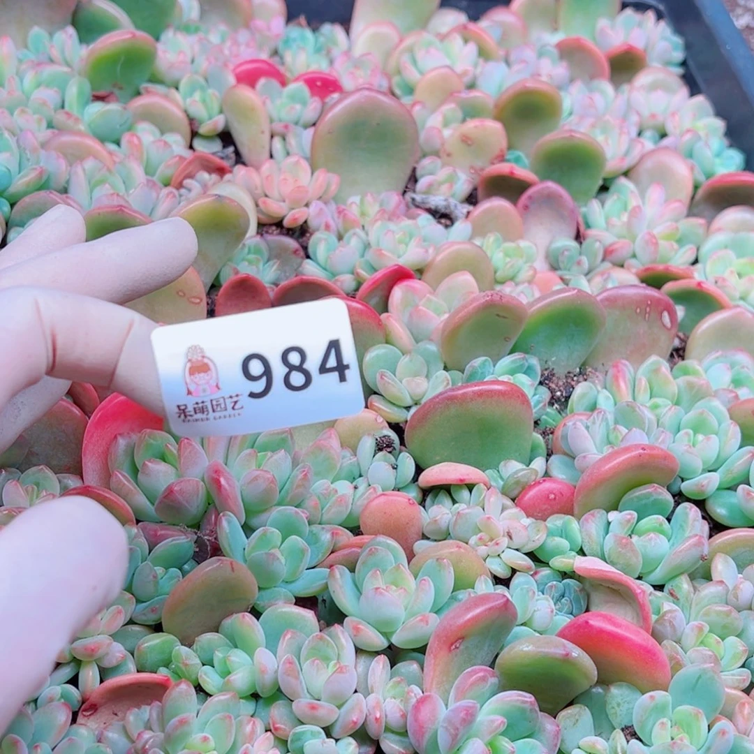 爱****多肉植物多肉植物