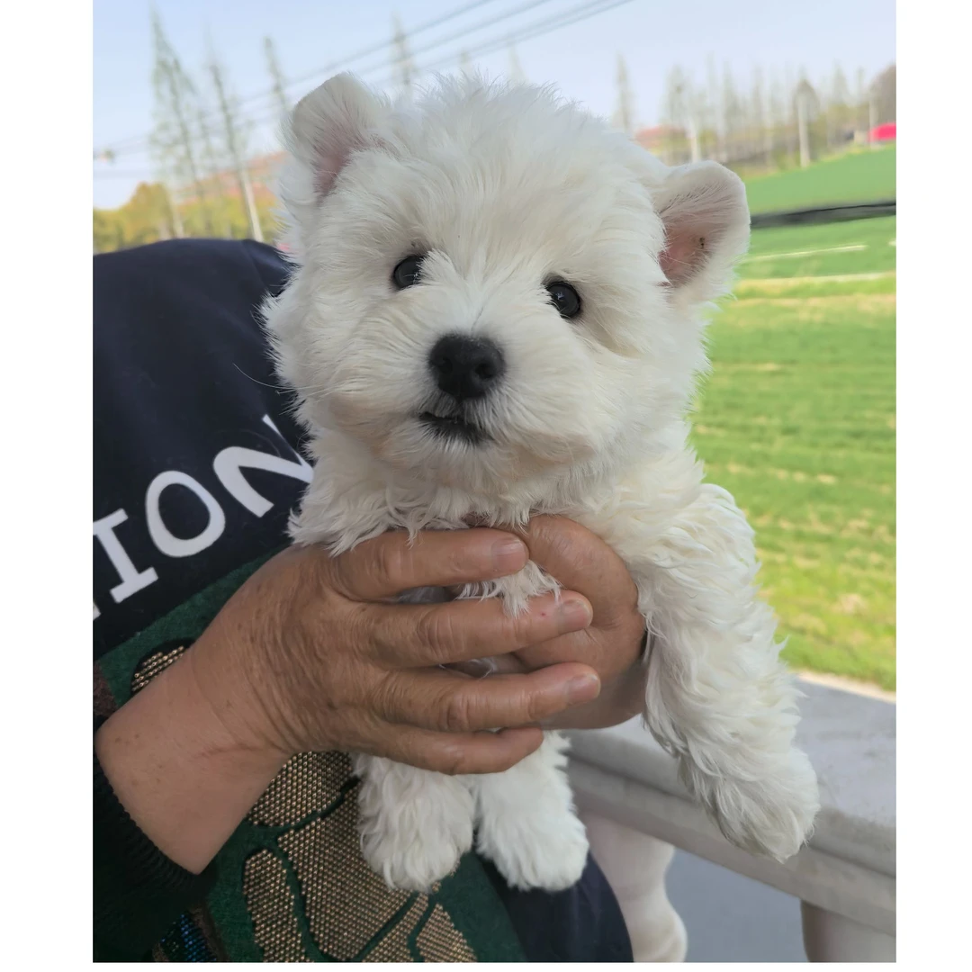 西高地白梗犬 西高地宝宝狗狗活体妹妹