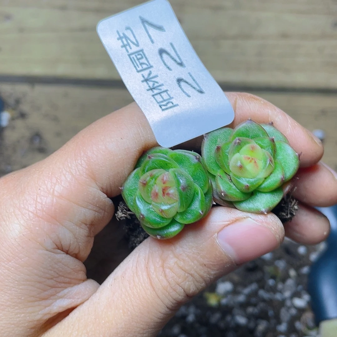 多肉植物多肉植物227