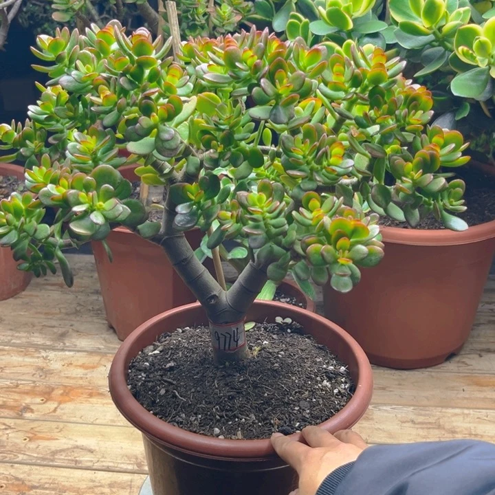 9774姬红花月半土球发