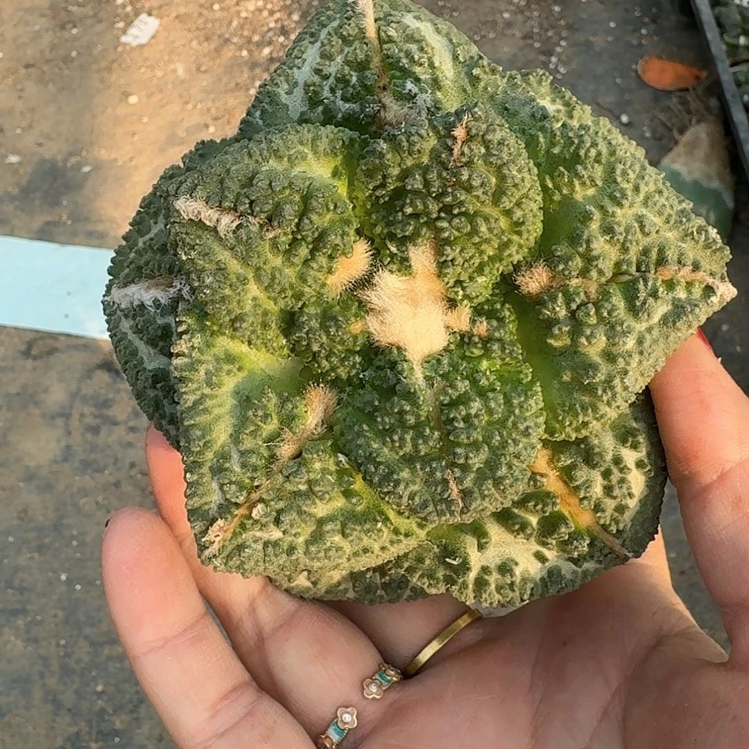 全部花朵大尤哥斯拉牡丹201