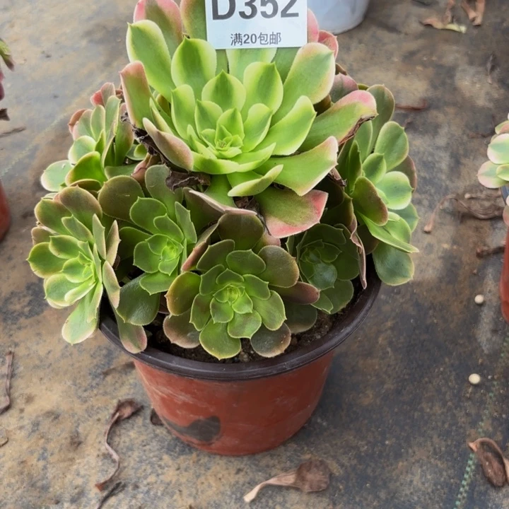 瑞妈多肉园艺352香妃
