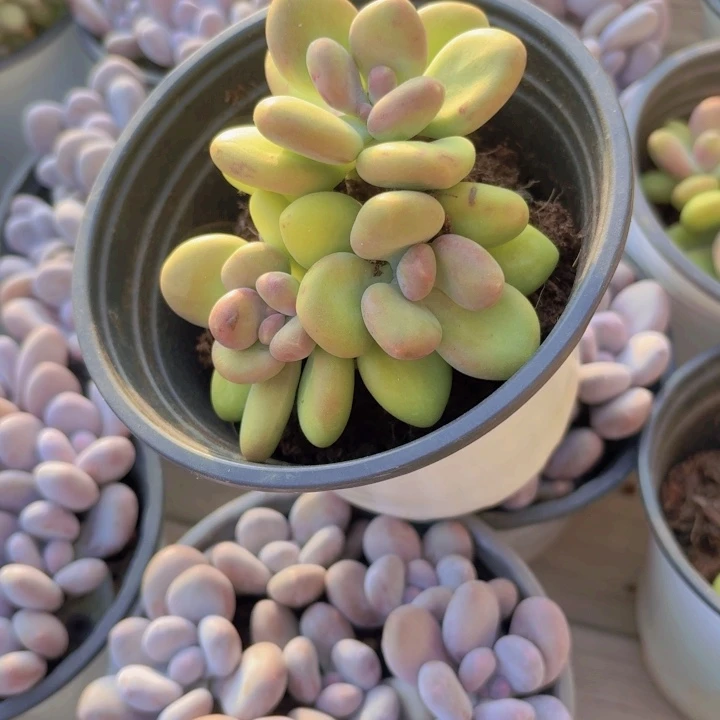 芒果奶多肉植物26.8