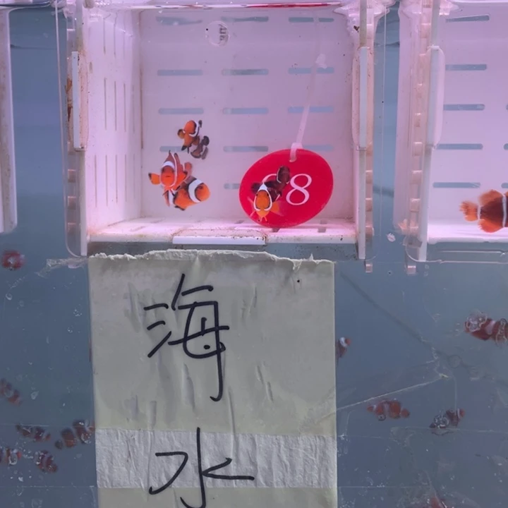 海水鱼精品混搭5条2-3