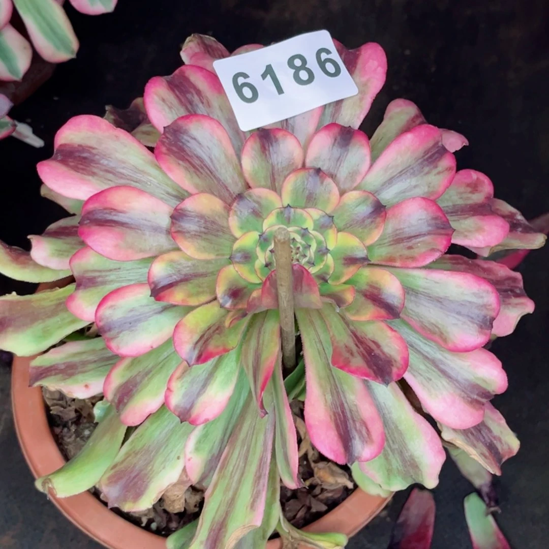 佳丽多肉发货发货