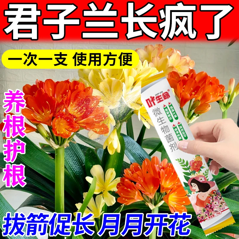 君子兰专用拔箭催花生根养根促箭剂防黄叶烂根不对称微生物营养肥
