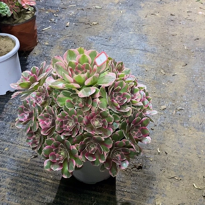 6，粉女郎13457889900099