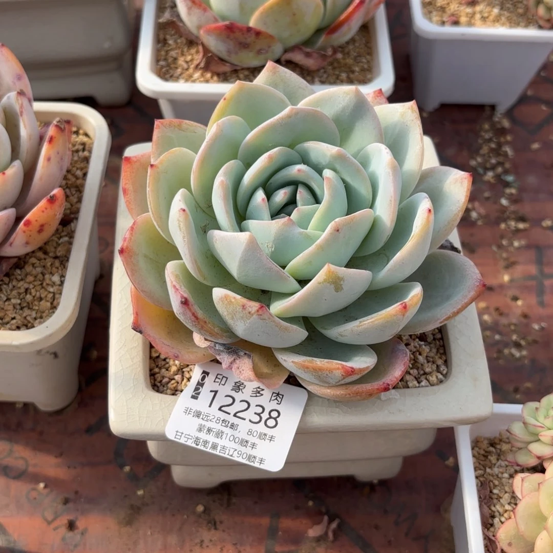 人****见多肉植物12238gg