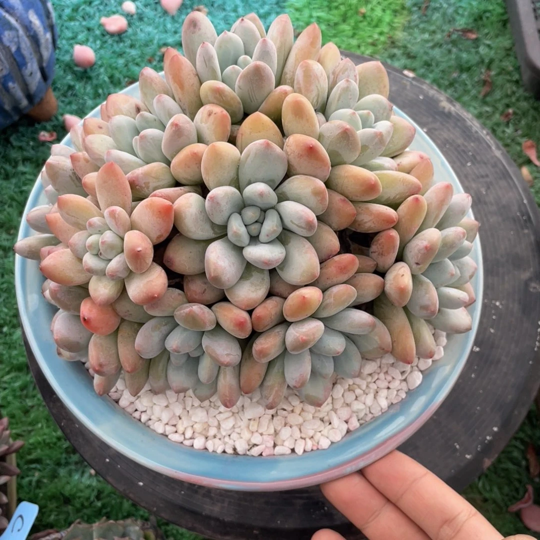 香水多肉植物盆栽多肉群生多头