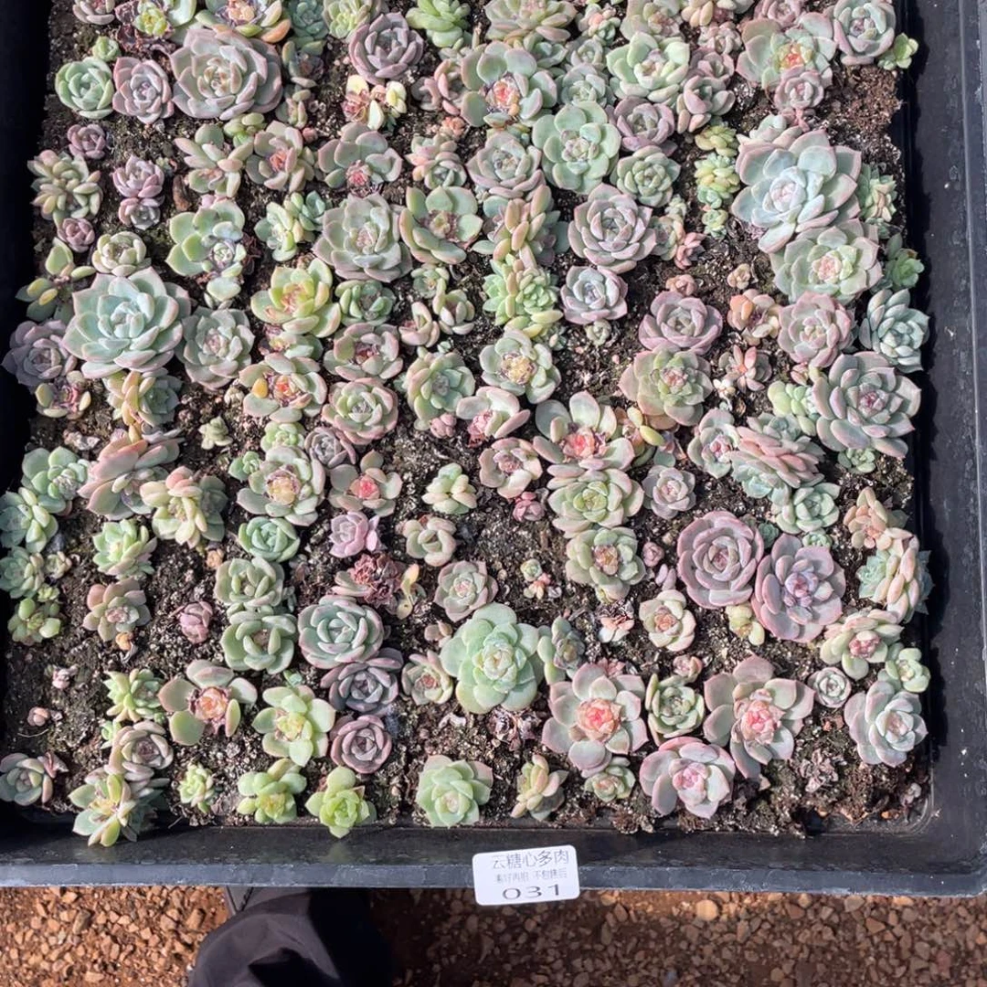 云糖心多肉植物31