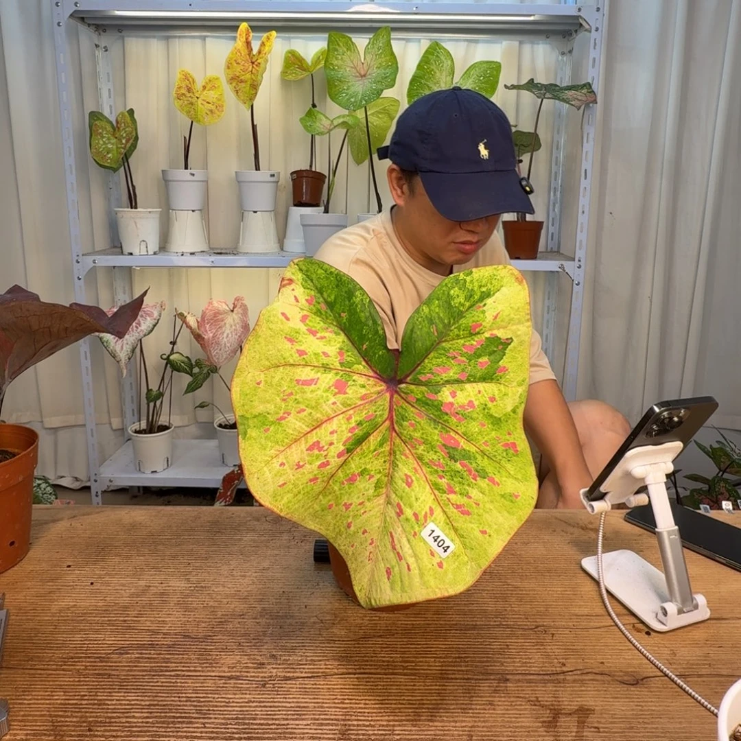 无花朵丹霞    1404