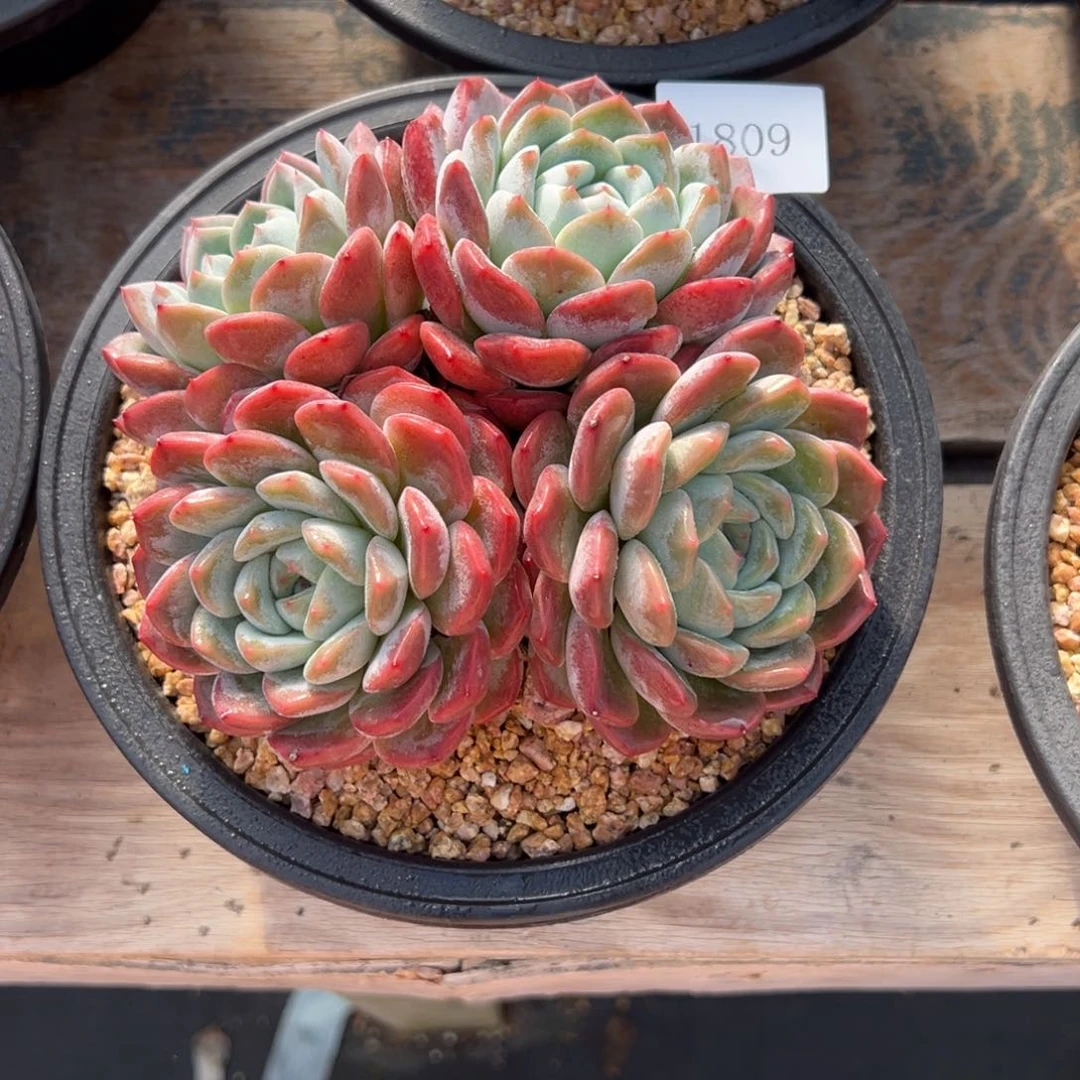 喜**处1809不包整肉肉肉肉肉肉肉