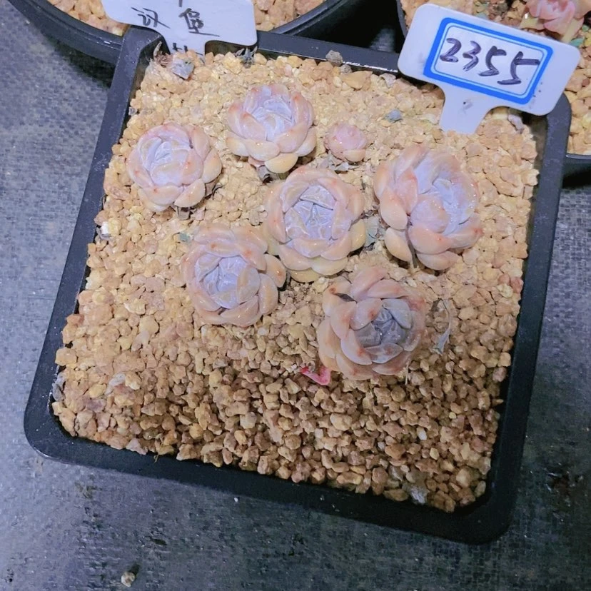 【闪购商品】桃*2355