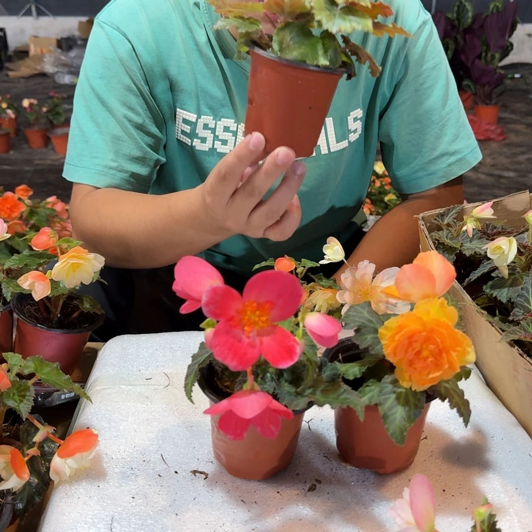 大部分花苞少量开放90杯初吻➕日出不拍保温冻死不售后