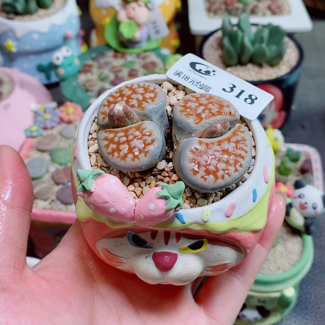 生石花花花花花花花318