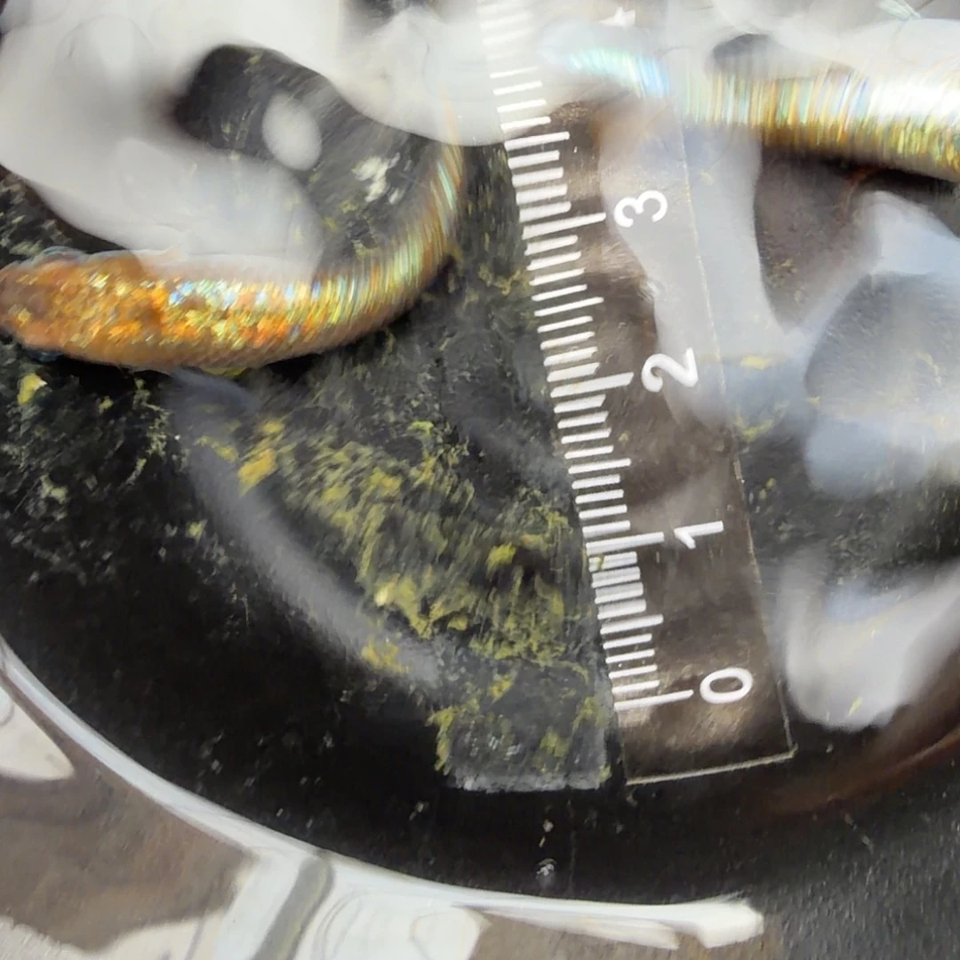 青鳉鱼观背青鳉23