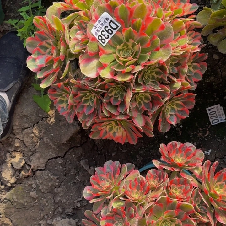 女郎花30-4包邮花花