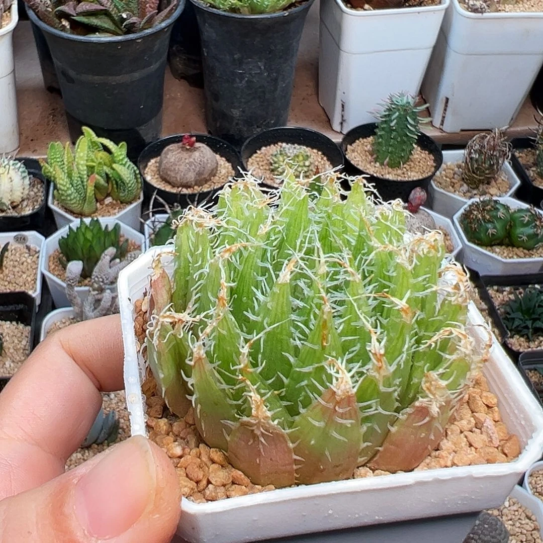 钢丝球十二卷