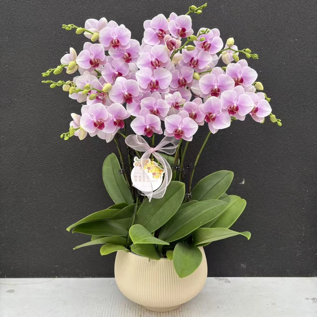 简香（洛神）蝴蝶兰精美艺术鲜花送人送礼鲜花花卉