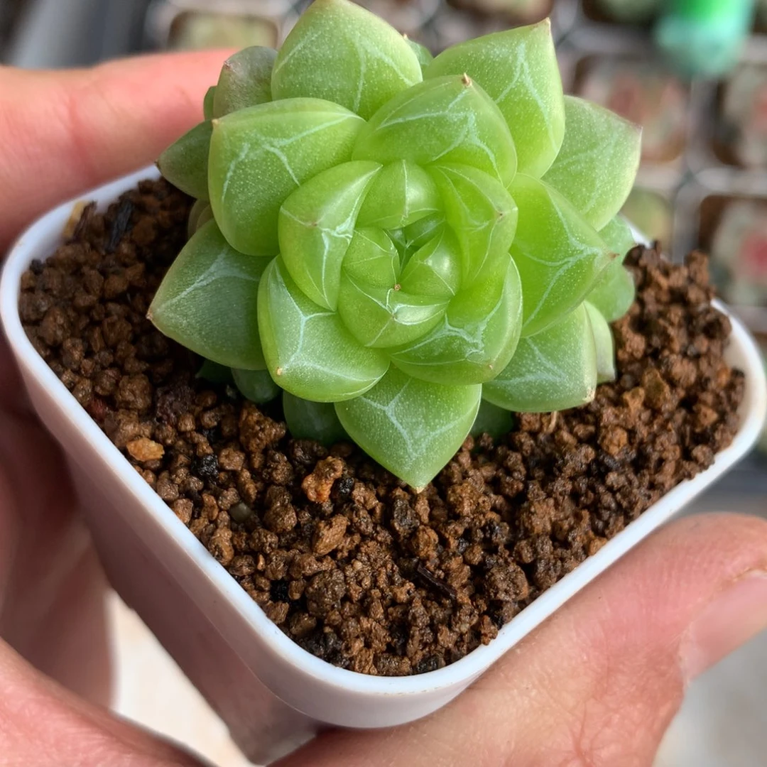 灵鉴。        4头有崽。       32号