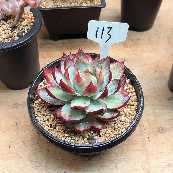 多肉植物，惊鸿仙子113号