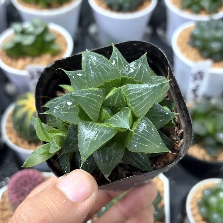 福禄寿带盘带土发货